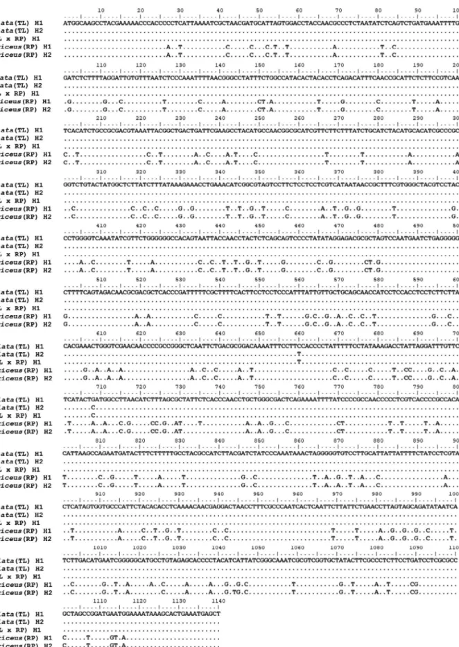 Fig. 2. Nucleotide sequence alignment of the cytochrome b (cytb) gene of mitochondrial DNA (mtDNA) from an intergeneric hybrid and its sup- sup-posed parent species Tanakia lanceolata and Rhodeus pseudosericeus