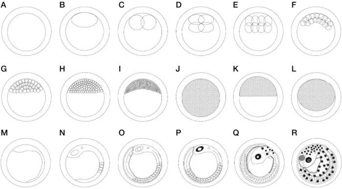Fig. 1. Egg development of Carassius cuvieri. A: fertilized; B: blastodisc; C: 2cells; D: 4cells; E: 8cells; F: 16cells; G: 32cells; H: 64cells; I: 