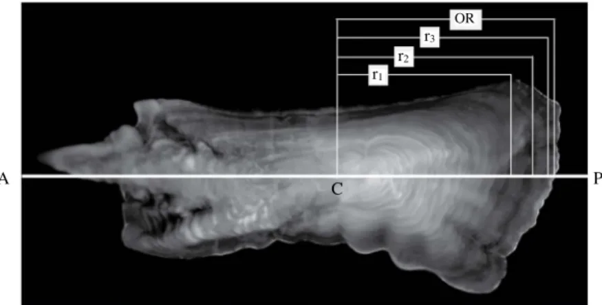 Fig. 3. Age estimation of chub mackerel from otolith reading collected in the Korean waters