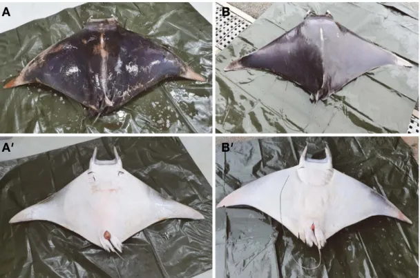 Fig. 1. A, Mobula thurstoni; MABIK SQ002885, 1850 mm disc width; B, MABIK SQ002886, 1770 mm DW
