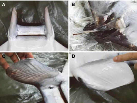 Fig. 2. Mobula thurstoni, MABIK SQ002885 (1850 mm disc width); A, Ventral view of head; B, Dorsal view of dorsal fin (caudal fin cutting  state); C, Inside view of cephalic fin; D, Outside view of cephalic fin.