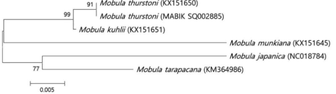 Fig. 3. A neighbor­joining tree based on partial mtDNA 16S rRNA region using Mobula thurstoni (MABIK SQ002885) and other species of  Mobula