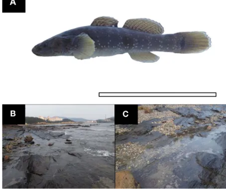 Fig. 1. The photograph (A) of Chaenogobius gulosus and its habitat (B) and bottom view (C), 35°38′05″N, 126°27′59″E