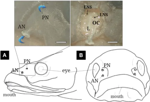 Fig. 2. The schematic diagram of lateral (A) and front (B) views of Chaenogobius gulosus and its photographs (above) of the external (left) and  inner (right) structures