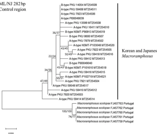 Fig. 2. ML/NJ tree based on mtDNA CR sequences showing the relationship between A­type (considered as M