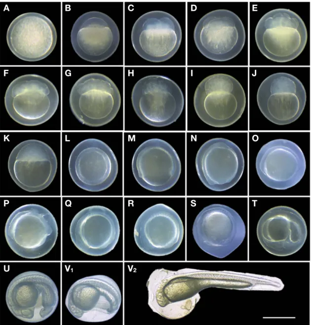 Fig. 1. Egg development of Hemiculter leucisculus. A~H stage is views are shown during early cleavage stages