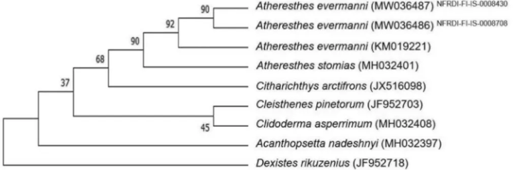 Fig. 2. Neighbor­Joining (NJ) tree based on the COI barcode sequences of two specimens, ingroups (Atheresthes evermanni, A