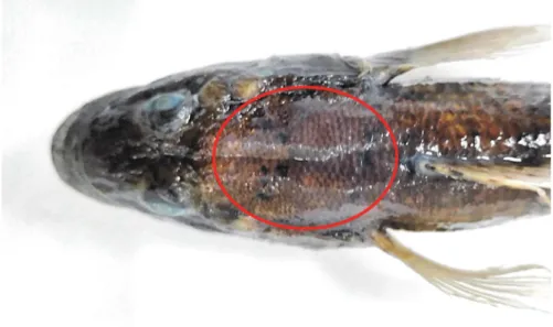 Fig. 2. Blackish dots (red circle) on the nape of Glossogobius olivaceus, MABIK PI00045858.