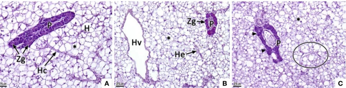 Fig. 6. Histological alterations of liver in adult file fish Thamnaconus modestus exposed to different water temperature for 4 days