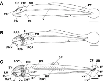Fig. 3.  Development stage of larvae and juvenile skeleton in Hemib- Hemib-arbus longirostris