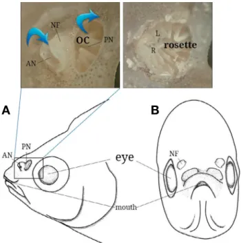 Fig. 1.  Anatomical diagram of the front (left) and side (right) views in  the head of Rhodeus uyekii