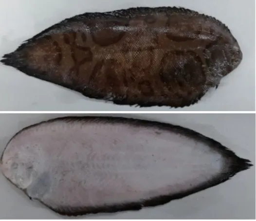 Fig. 1.  Brachirus annularis, JNU1503, 161.0 mm SL, southern coast of Korea. 