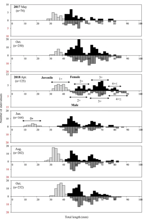 Fig. 3. Total length frequency distribution of Acheilognathus signifer in the Heukcheon Stream, Hangang River, Korea from 2017 to 2018