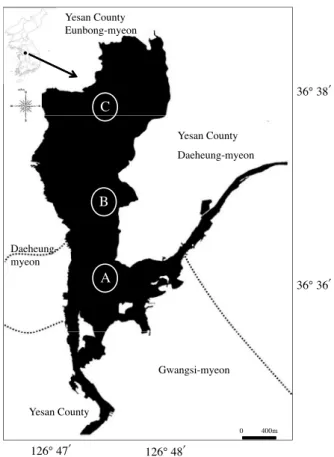 Fig. 1. Map showing the study area in Lake Yedang, Korea (A: up- up-stream, B: midup-stream, C: downstream).