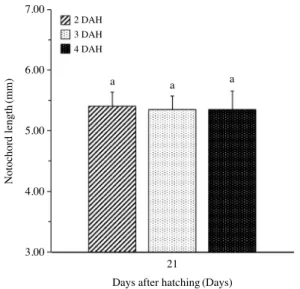Fig. 2. Changes in notochord length of Gadus macrocephalus larvae  at 21 DAH under various first feeding time