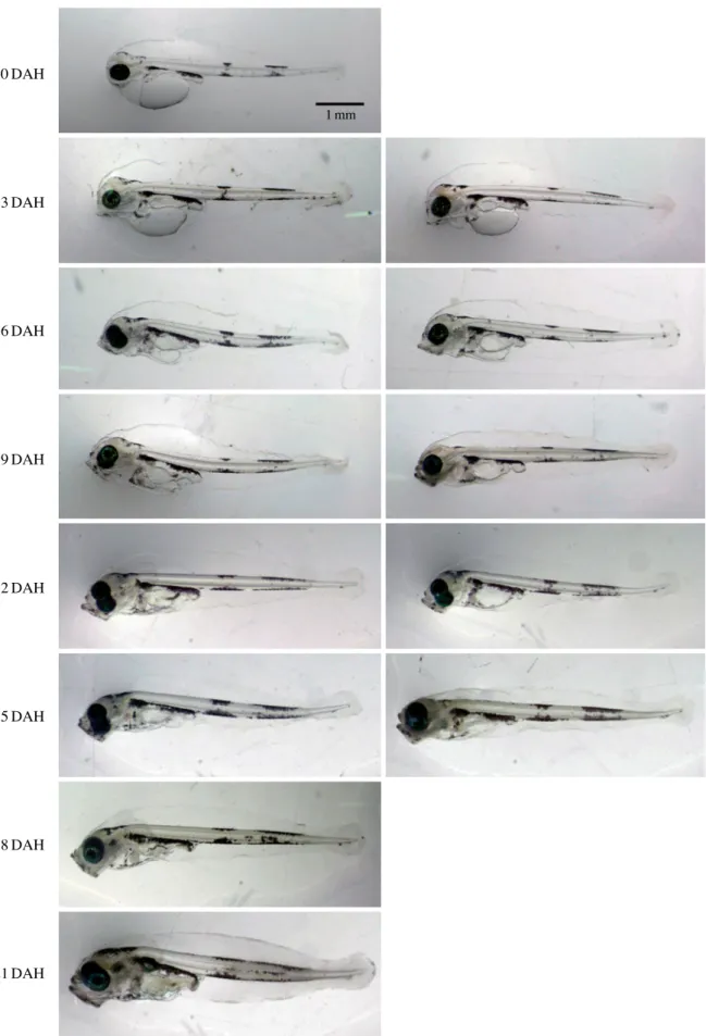 Fig. 3. Developmental changes of Gadus macrocephalus larvae under fed (left) and unfed conditions (right) in days after hatching (DAH).0DAH3DAH6DAH9DAH12DAH15DAH18DAH21DAH1mm