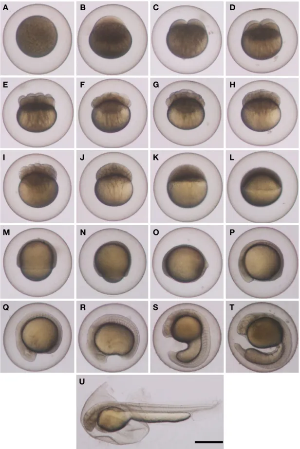 Fig. 1.  Egg development and hatching of Cobitis nalbanti at 25℃ of water temperature