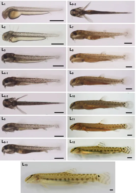 Fig. 2.  Larva and juvenile development of Cobitis nalbanti at water temperature 25℃. The bar indicates 1 mm