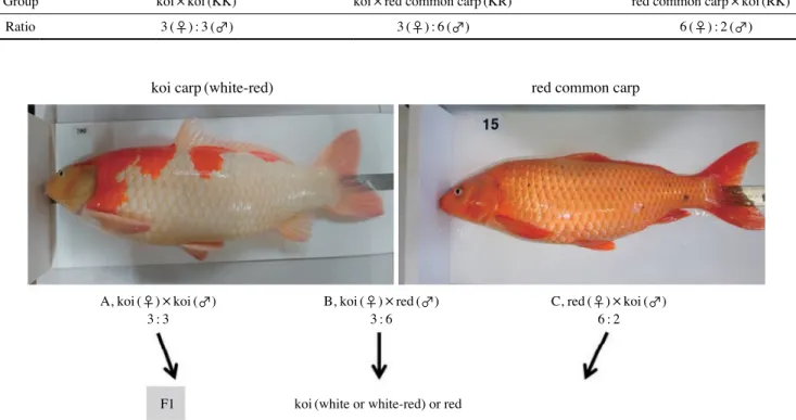 Fig. 1.  Breeding combination in koi (Cyprinus carpio) and red common carp (C. carpio).