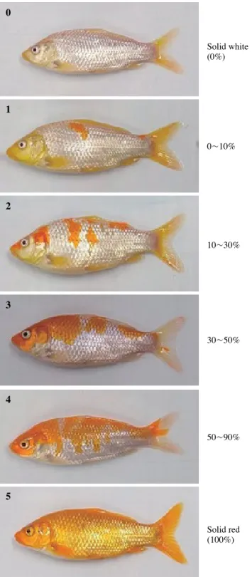Fig. 2. Color variability with regard to red coverage in koi×red  common carp (KR). 0; solid white, 1; white-red 0~10%, 2; white-red  10~30%, 3; white-red 30~50%, 4; white-red 50~90%, 5; solid red  100%.