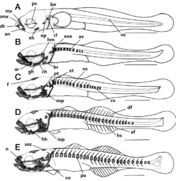 Fig. 1. Development stage of flextion and postflextion larvae of skel­