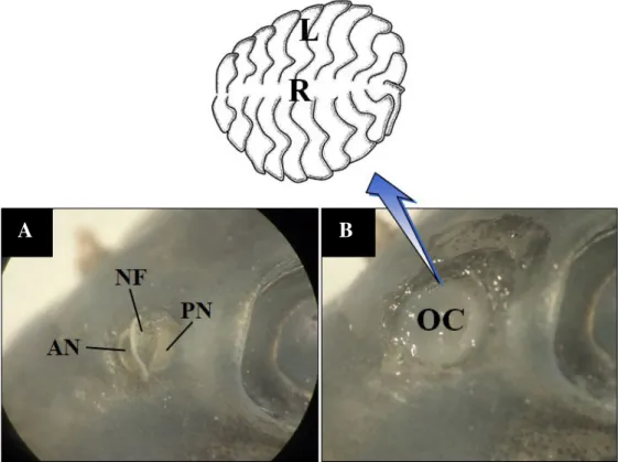 Fig. 1.  Gross structure of the olfactory organ in Microphysogobio yaluensis. A, the external view showing the anterior and the posterior nostrils  and a nasal flap; B, the internal view showing the rosette structure (the below inserted diagram) with in th