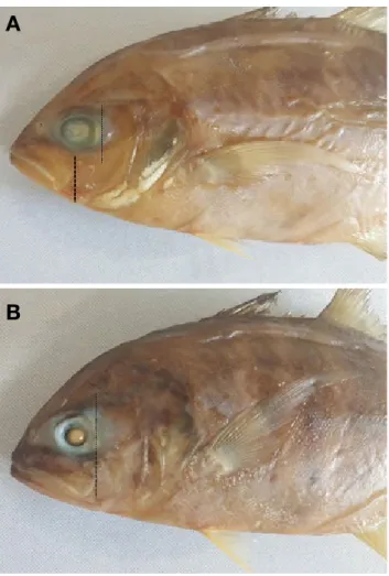 Fig. 2.  Comparison of the distance between the posterior end of  maxilla and the posterior margin of eye