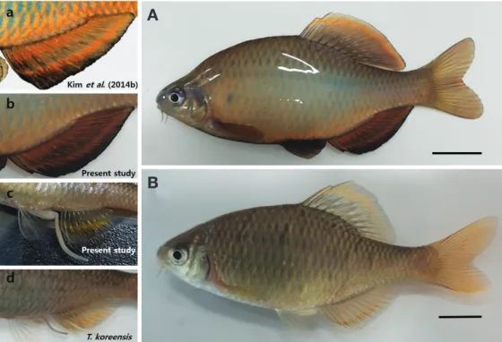 Fig. 1. Morphological characters that distinguish Tanakia latimarginata (A-B; a-c) and T