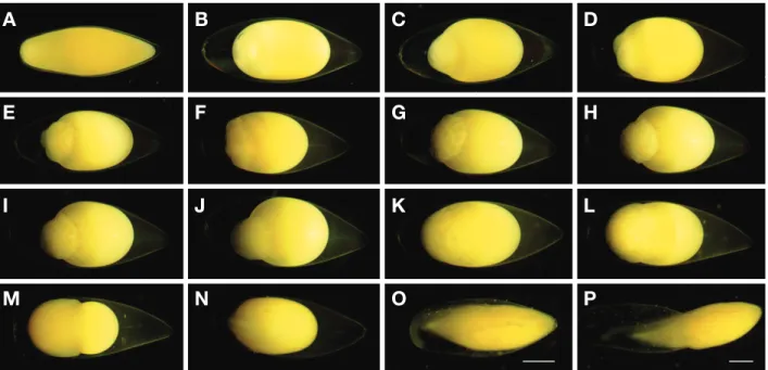 Fig. 3. Eggs development of Tanakia latimarginata. A: Fertilized eggs immediately; B: Egg yolk separation; C: Blastodisc; D: 2cells; E: 4cells; F: 