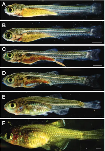 Fig. 4. Morphological change of Tanakia latimarginata from hatch- hatch-ing to preflextion and flextion larvae stage