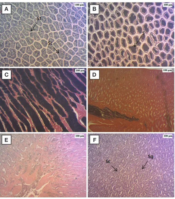 Fig. 8. Monthly change of testis of Siniperca scherzeri in Soyangho Lake, 2014. A: April, B: May, C: June, D: July, E: August, F: September (Sg: 