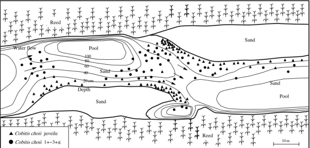 Fig. 1. The distribution pattern and the related physical factors of Cobitis choii in the Ji Stream, Inyang-ri, Cheongnam-myeon, Cheongyang-gun,  Chungcheongnam-do, Korea, 2011