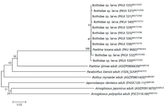 Fig. 2.  Neighbor­joining tree based on partial mtDNA CO1 sequences, showing the relationships among Psettina tosana larvae collected from  Korea and seven bothid species