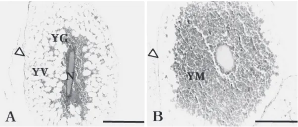 Fig. 4.  A light micrograph of egg envelope in the ovary of M. yaluen- yaluen-sis (Bar=20 μm)