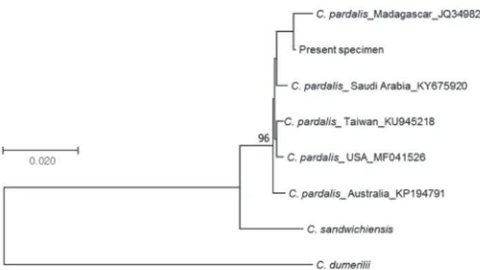 Fig. 3. The phylogenetic tree inferred using the Neighbor-Joining  method. 