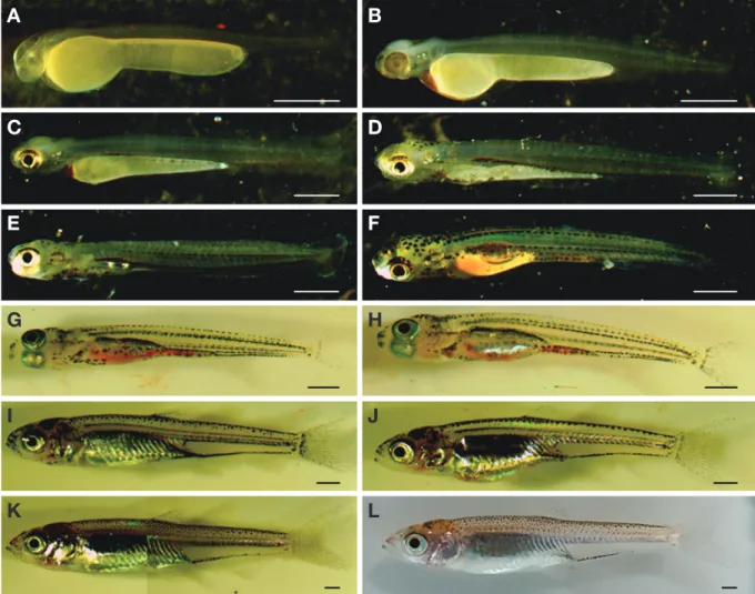 Fig. 3.  Preflextion and postflextion larvae and juveniles development of Pale chub, Zacco platypus