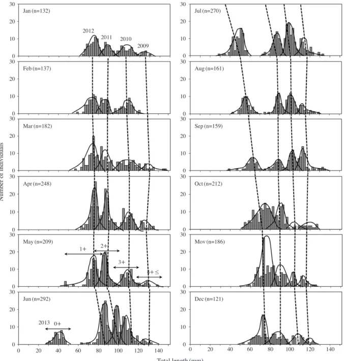 Fig. 3. Monthly variation of age and year class in frequency distribution of total length of Orthrias toni collected from the Buk Stream, Goseong- Goseong-gun, Gangwon-do, Korea from January to December, 2013.