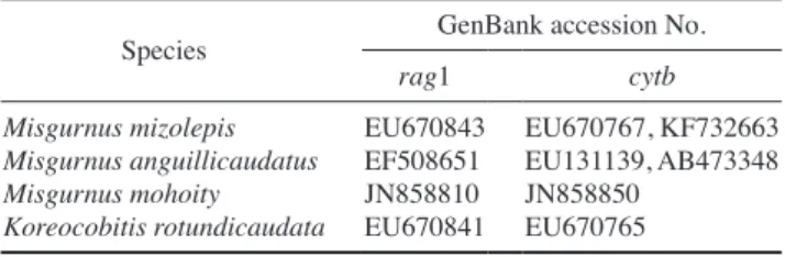 Fig. 1. Neighbour joining phylogenetic tree by the Kimura 2-parameter model showing phylogenetic relationship among genus Misgurnus spe- spe-cies based on recombination activating gene 1 (rag1) sequence data.