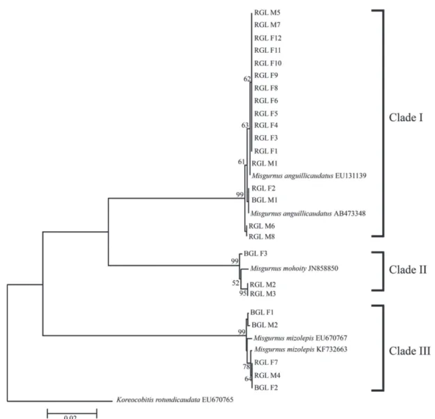 Fig. 2. Neighbour joining phylogenetic tree by the Kimura 2-parameter model showing phylogenetic relationship among genus Misgurnus spe- spe-cies based on cytochrome b (cytb) sequence data.