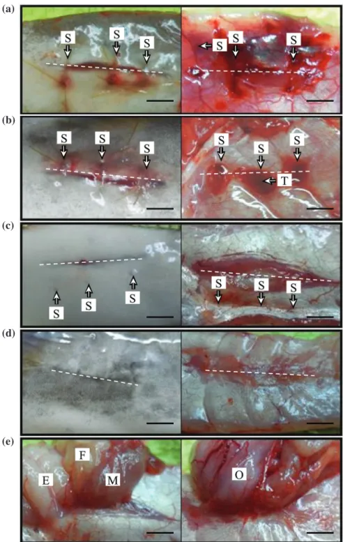 Fig. 4. External morphology of the surgical site’s healing progress in far eastern catfish, Silurus asotus