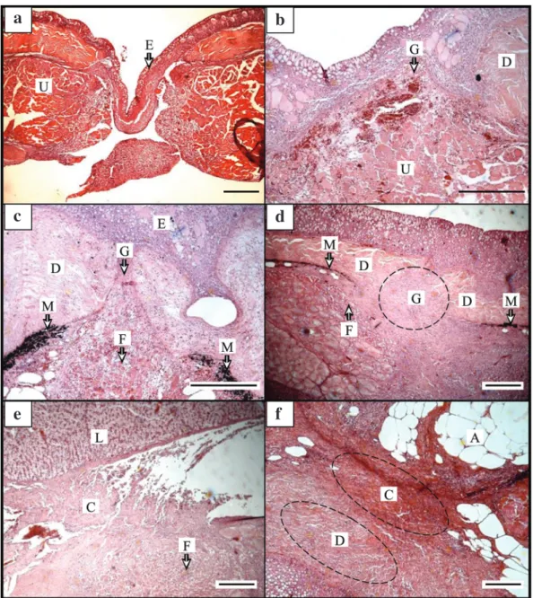 Fig. 5. Histological observation (cross section) of the surgical sites for healing progress in the far eastern catfish, Silurus asotus