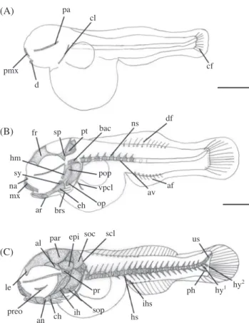 Fig. 2.  Development stage of postlarvae and juveniles of skeleton  in Coreoperca herzi