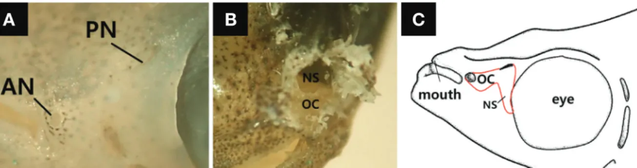 Fig. 2. The gross olfactory structure of Oryzias sinensis. A, an external structure showing an anterior nostril (AN) and a posterior nostril (PN); B,  an internal structure with an olfactory chamber (OC) and a single accessory nasal sac (NS); C, a diagram 