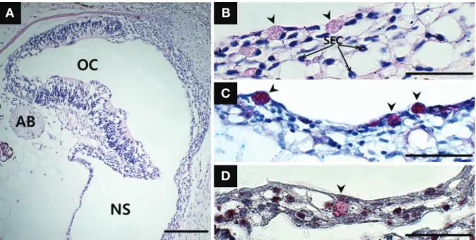 Fig. 4.  A cross section of the accessory nasal sac (NS) of Oryzias sinensis. A, the structure of the NS; B, the epithelium consisting of stratified  epithelial cells (SEC) and mucous cells (arrowhead)