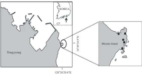 Fig. 1. Location of the study area for collecting specimens of Chaenogobius annularis (●).