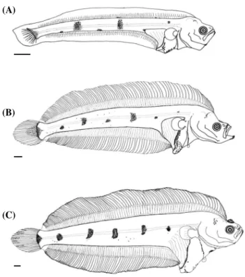 Fig. 3. Development of larvae of Glyptocephalus stelleri (A) flexion  stage, PKUI 490, 13.01 mm BL; (B) postflexion stage  (pre-meta-morphosis), PKUI 491, 24.98 mm BL, (C) postflexion stage  (mid-dle-metamorphosis), PKUI 488, 37.25 mm BL.