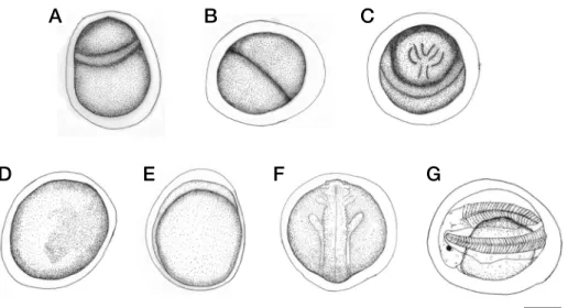 Fig. 2. Prelarvae and postlarvae development of sterlet sturgeon,  Acipenser ruthenus