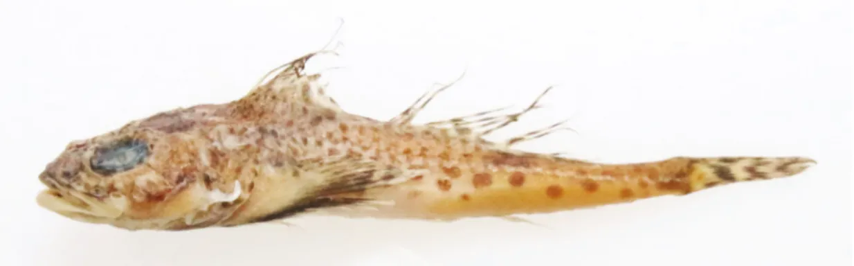 Fig. 1. Artediellus fuscimentus Nelson, 1986, PKU 53729, 74.3 mm standard length, collected Samcheok, Gangwon-do.