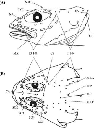 Fig. 2.  Cephalic semisensory system of Artediellus fuscimentus. A. 