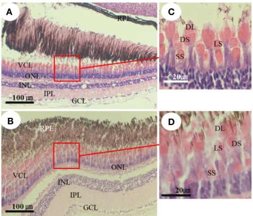 Table 1. Measurements of the visual cell types in Rhodeus ocellatus  and R. uyekii (μm)